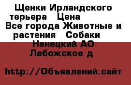 Щенки Ирландского терьера › Цена ­ 30 000 - Все города Животные и растения » Собаки   . Ненецкий АО,Лабожское д.